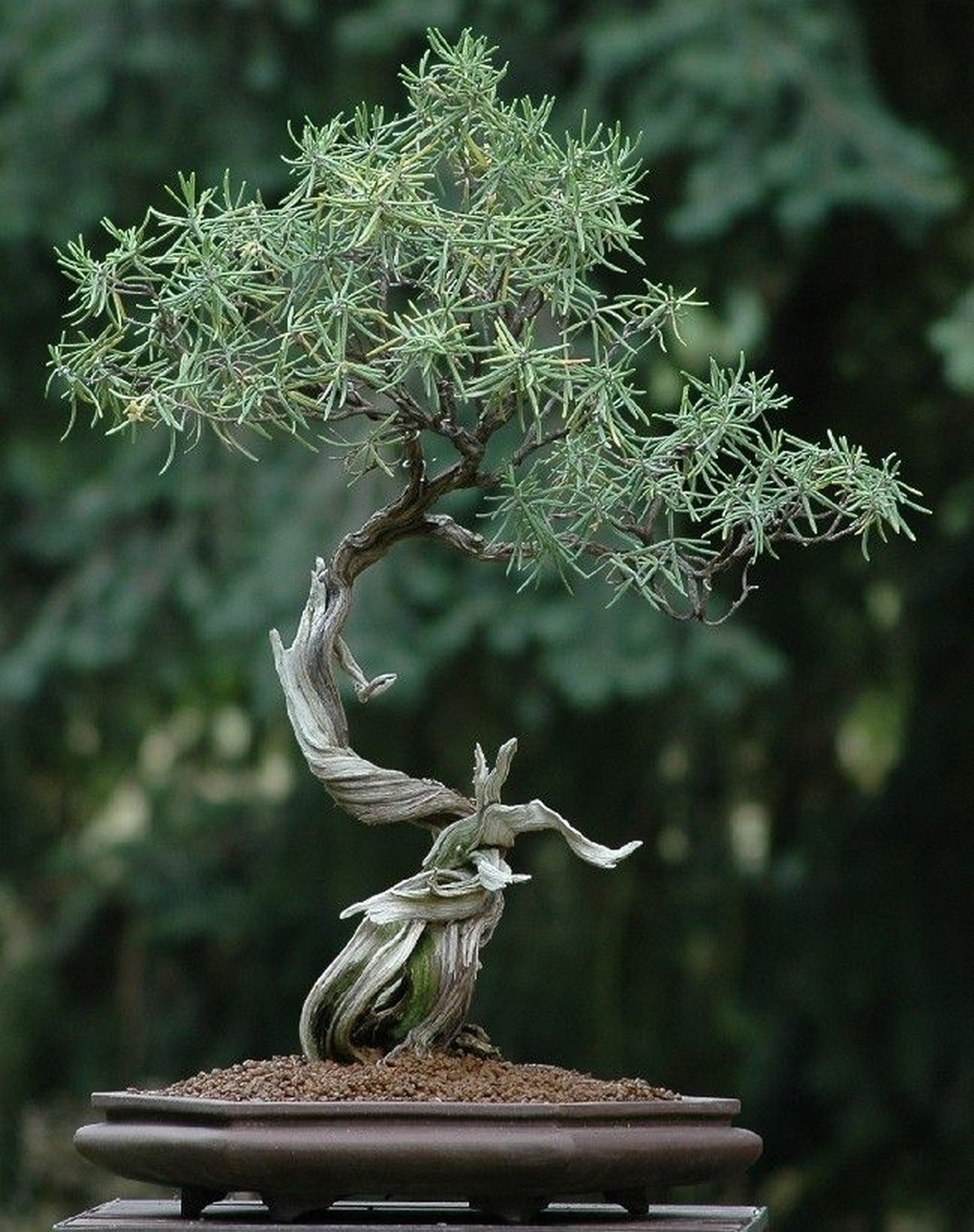 Японское искусство выращивать карликовые деревья
